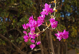 La santa rita es una planta muy popular y de coloridas flores. Santa Rita Uma Planta Muito Bonita Jardinagem Em