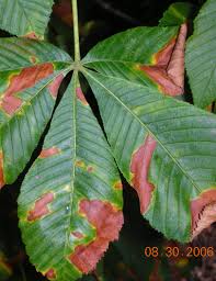 Image result for Eschenbachia gouanii