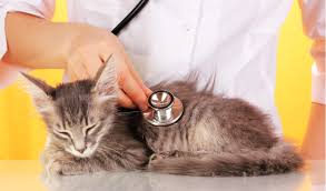 Cats who develop fatty liver disease (hepatic lipidosis) at the same time can also show signs of jaundice like yellow gums and eyes, notes pet health network. Exocrine Pancreatic Insufficiency In Cats Petcoach