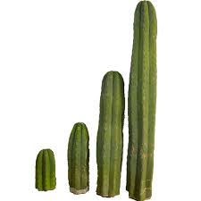 Repotting or transplanting a cactus is simple. San Pedro Cactus Bare Rooted Trichocereus Pachanoi Peru