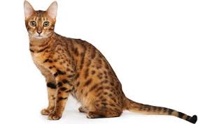 Take a look at the previous post to learn more about other intricacies of owning a bengal. Bengal Cat Breed Information Pictures Behavior And Care