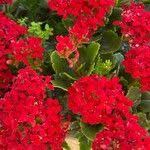 Image result for Kalanchoe crenata