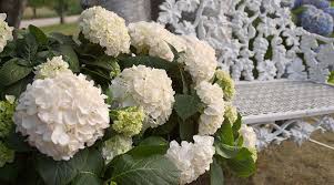 The Original Hortensie Endless Summer Kubelpflanzen Fur Terrasse Hortensien Pflanzen