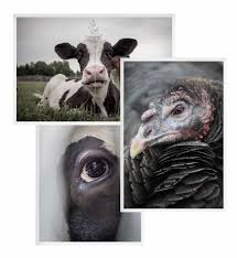 Ziggy's Refuge Farm...