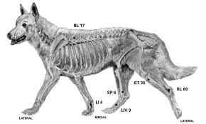 post operation acupressure for dysplastic dogs whole dog