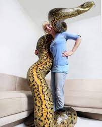 No Biggie Just A Ittybitty Anaconda From Serpentsityexoticsss Anaconda Hugesnake Greenanaconda Eunectesmuri Green Anaconda Big Animals Unusual Animals