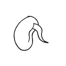 Seed germination coloring page sketch coloring page. Life Cycle Of A Plant Coloring Page Coloring Home