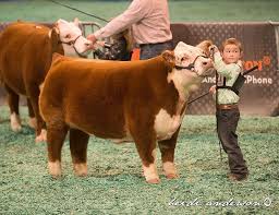 From Legacy Livestock Imaging Mini Herefords At Houston Livestock Show By Mlc Cattle Blogs Showing Livestock Fluffy Cows Hereford Cattle