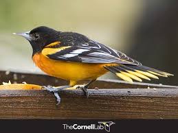 Orange Breasted Bird With Black And White Wings Evergreen Birdnotes Winter Bird Feeding Feeding Birds In Winter Baltimore Orioles Ohio Birds