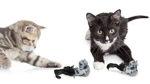 Check spelling or type a new query. 18 Cat Toys With Thousands Of Positive Reviews