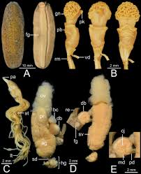 Image result for Isoglossa vulcanicola