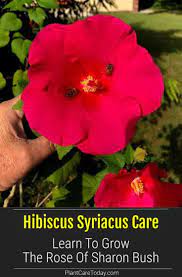 Rose Of Sharon Care How To Grow The Hibiscus Syriacus Tree In 2021 Rose Of Sharon Rose Of Sharon Bush Hibiscus