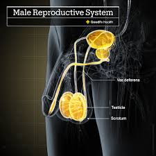 Image result for Vasectomy