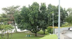 Image result for Calophyllum inophyllum