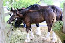 Horse Lovers’ Weekend
