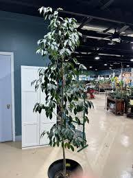 Image result for Ficus benjamina