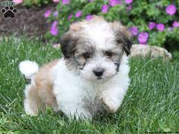 Please do not contact us for ready to go puppies.… Charlie Havanese Puppy For Sale From Quarryville Pa Greenfield Puppies Havanese Puppies Havanese Dogs Havanese Puppies For Sale