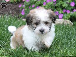Find the perfect havanese puppy for sale in texas, tx at puppyfind.com. 31 Havanese Ideas Havanese Havanese Puppies Puppies