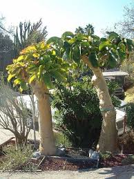 Image result for Cyphostemma robsonii