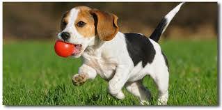 Our most successful and popular program to date! Phoenix Dog Training Camp Launches New Puppy Training Program For The New Year