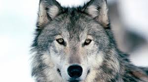 If you would like to know various other wallpaper, you could see our gallery on sidebar. Wolf Wallpaper 1920x1080 Hd