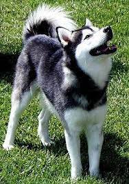 5 Irrefutable Reasons To Own A Siberian Husky Ideas Miniature Husky Alaskan Klee Kai Husky Dogs