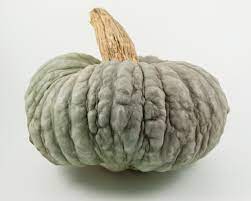 Check spelling or type a new query. L Abc Della Zucca Le Zucche Mantovana Marina Di Chioggia E Potiron Portanatura Blog