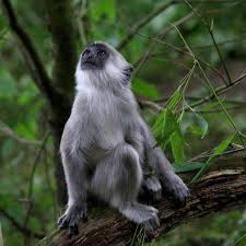 Купить фото «northern plains gray langur (semnopithecus entellus) male, pench national park, india»; Juvenile Gray Langur Royalty Free Images Grey Photo