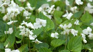 It produces clusters of small white flowers in spring. How To Get Rid Of Wild Violets In Your Lawn