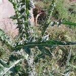 Image result for Carduus nyassanus