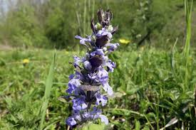 Riducendo i livelli di dht e contrastando la perdita di capelli. Ajuga Reptans O Bugola Coltivazione Proprieta Ed Effetti Collaterali Sanioggi It