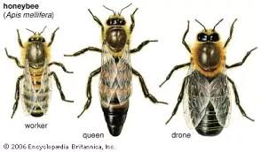 Heritage bee farm queens are naturally open mated and arrive ready to begin laying eggs in your colony. How To Identify A Queen Bee Quora