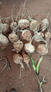 Image result for Asplenium mildbraedii