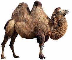 Camels have long been known for their ability to go weeks at a time without needing to drink water—an ability that makes them particularly useful pack animals for people traveling across arid environments and that earned them the nickname ships of the desert. camels are also known for their prominent. Our Precooked Camel Hot Dogs Can Be Boiled Fried Grilled Or Roasted In The Oven Dress It Up With A Classic Combination Of Mustard And Ketchup Or Get More Creative By Adding