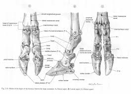 Cow jaw mandible bone teeth taxidermy animal mount display. Ox Digits Bones Of Hooves Lower Limbs Ox Similar To Goat Leg Anatomy Paws And Claws Lower Limb