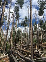 Behind the scenes video of paul finishing the forest fire table! Seeing The Forest For The Dead Trees Engage