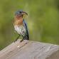 Discover the World of Eastern Bluebirds with Judy event image