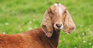 23, 2028 before the cowboys. Nubian Goat Breed Info Characteristics Breeding And Care