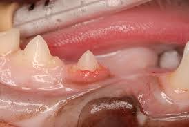 Feline resorptive lesions, also called odontoclastic resorptive lesions, are similar to cavities. Dental Resorptive Lesions Close Veterinary Clinic