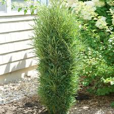 Image result for Rhamnus