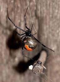Redback Spider Poisonous Spiders Spiders Scary Spider