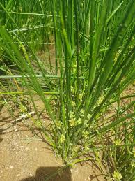 Image result for Schoenoplectiella senegalensis