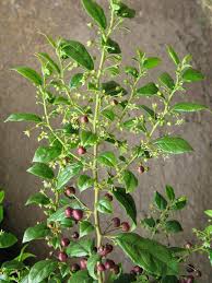 Image result for Rhamnus prinoides