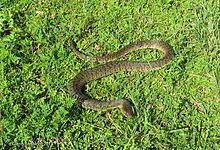 The green water snake (nerodia cyclopion) is a common species of nonvenomous natricine snake endemic to the southeastern united states. Green Water Snake Wikipedia