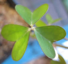 Image result for Oxalis semiloba