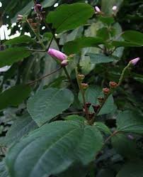 Image result for Calvoa orientalis