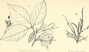 Image result for Gymnosporia pubescens