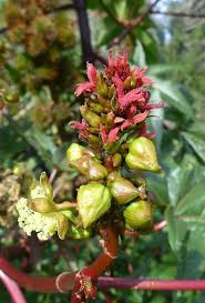 Image result for Ricinus communis