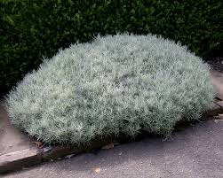 Image result for Helichrysum kirkii