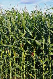 Image result for Zea mays